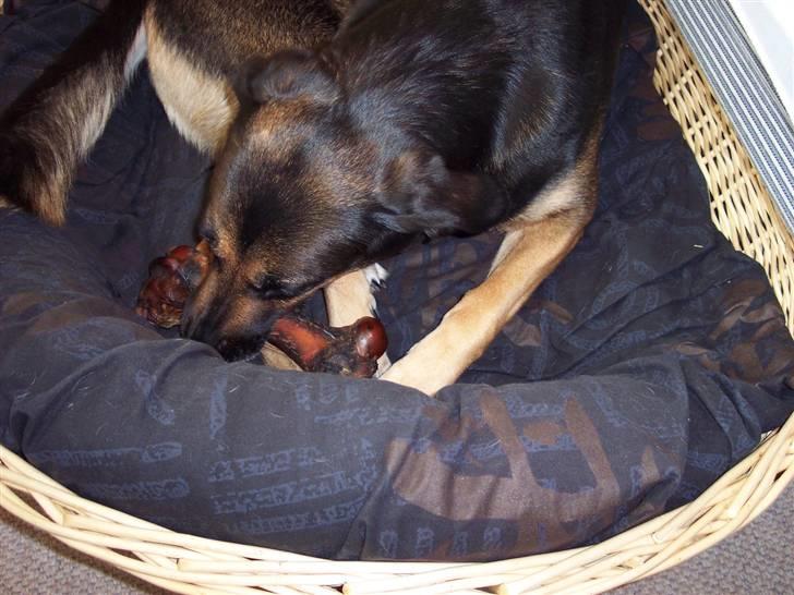 Blanding af racer Bella - Mmmmm kødben billede 5