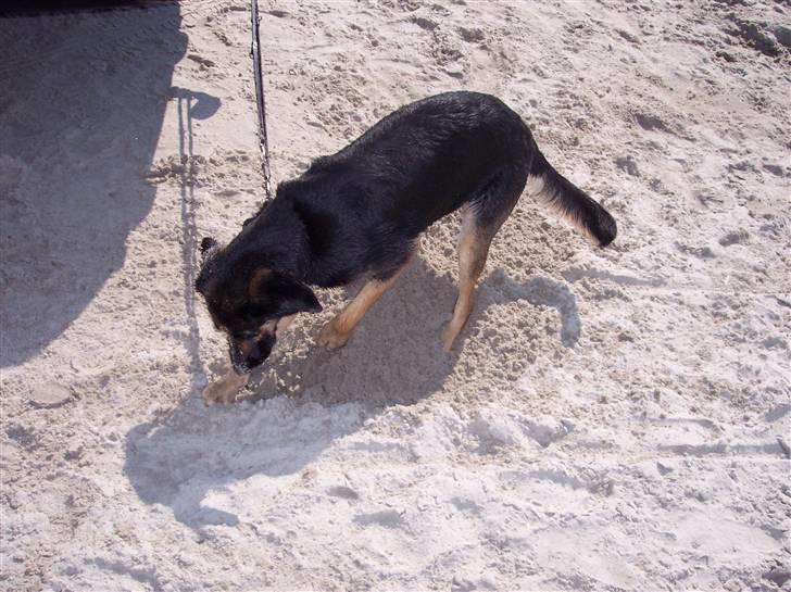 Blanding af racer Bella billede 6