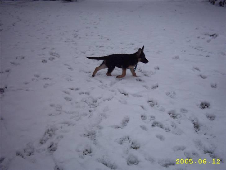 Schæferhund Don billede 7