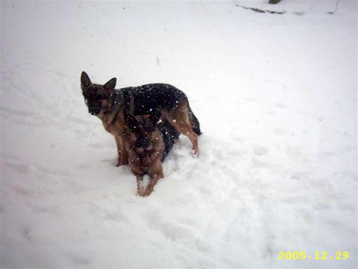 Schæferhund Don billede 8