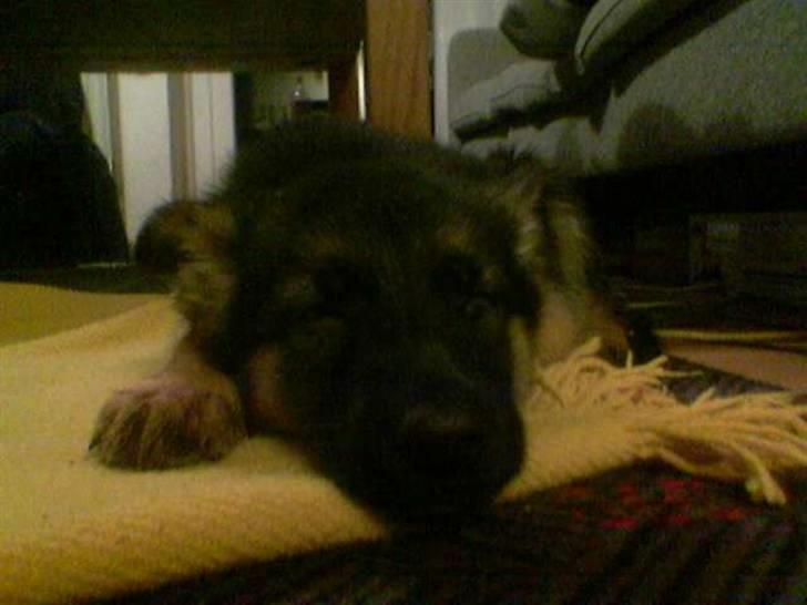 Schæferhund Don billede 9