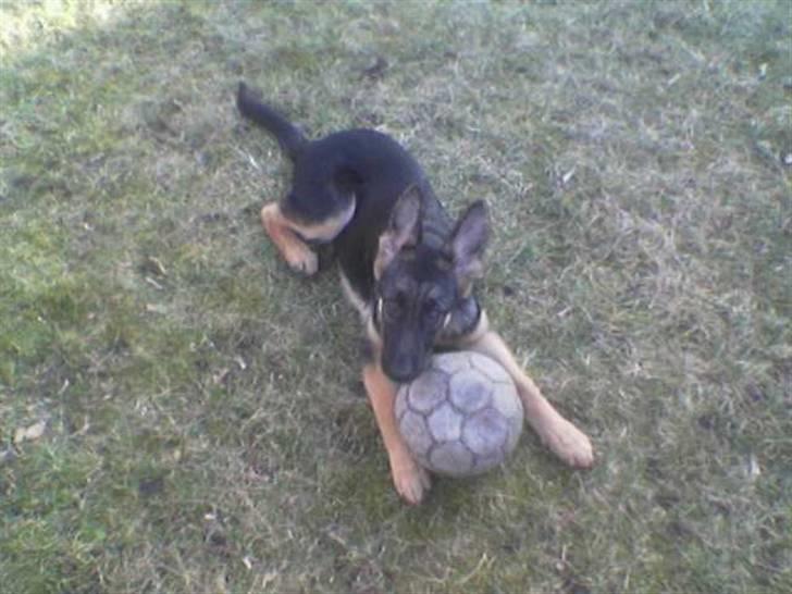 Schæferhund Don billede 10