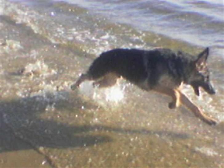 Schæferhund Don billede 11