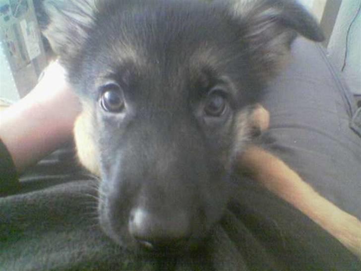 Schæferhund Don billede 12