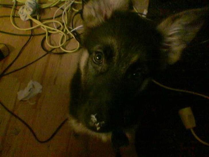 Schæferhund Don billede 13