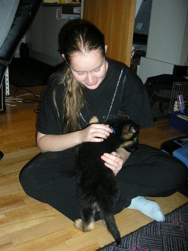 Schæferhund Don billede 14