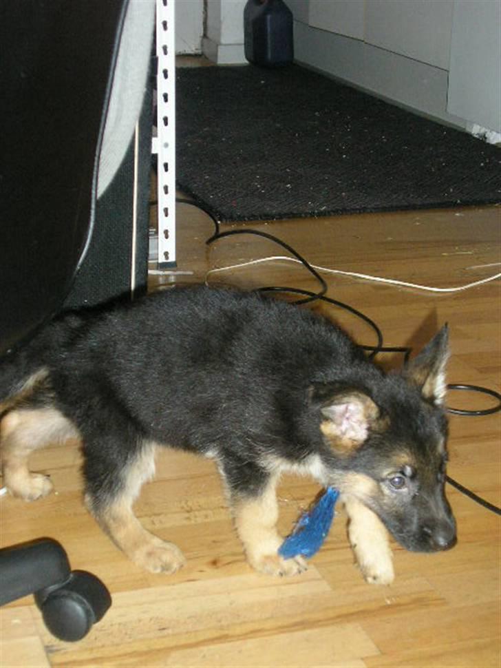 Schæferhund Don billede 15