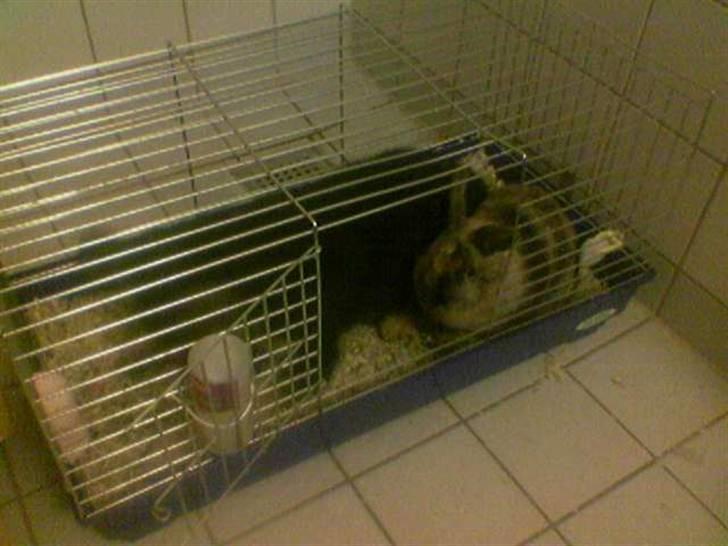 Schæferhund Don billede 16