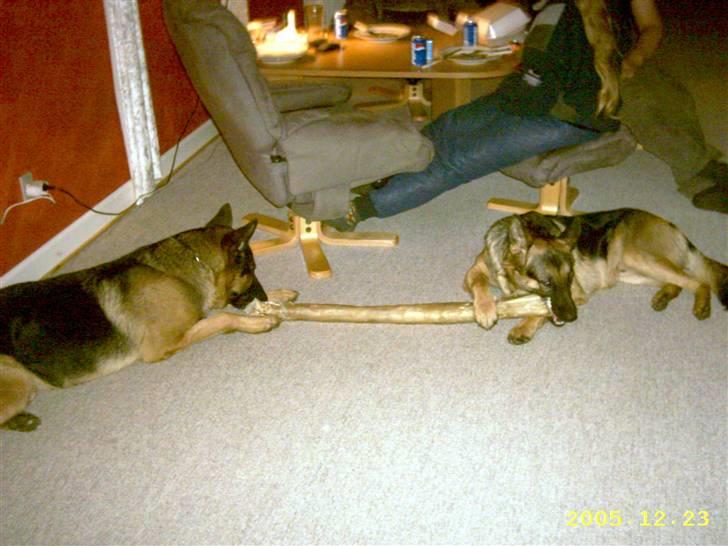 Schæferhund Don billede 17