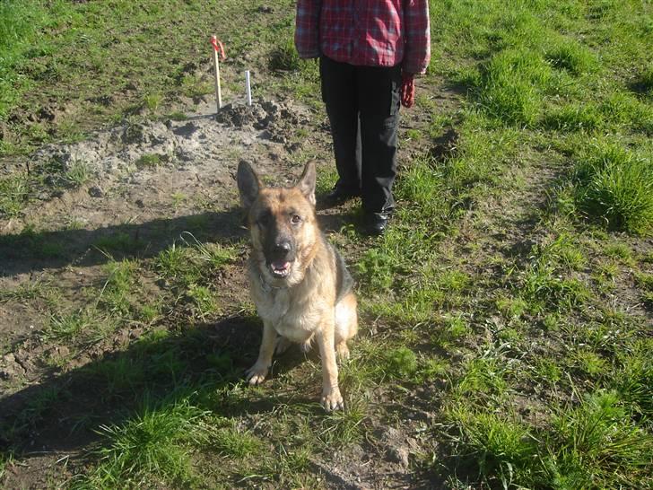 Schæferhund Don billede 18