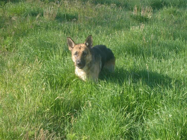 Schæferhund Don billede 19