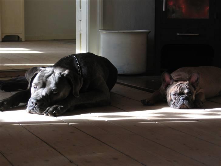 Fransk bulldog - DEGA - - Det er så min storebror og mig der luner os lidt ved brændeovnen. billede 9