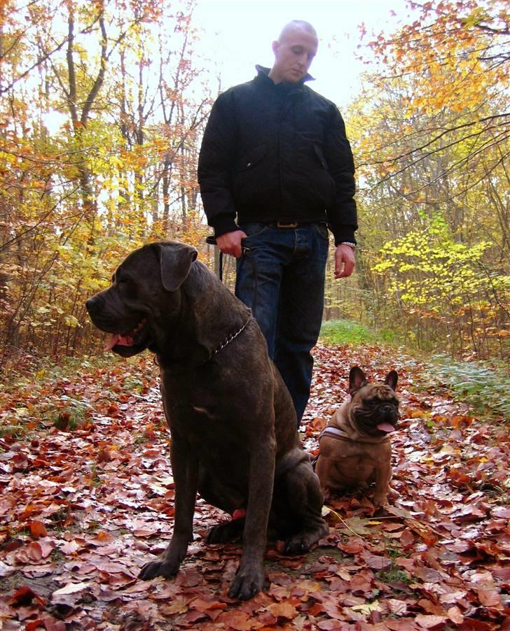 Fransk bulldog - DEGA - - Mig min far og min storebror fra en dag i skoven. billede 10