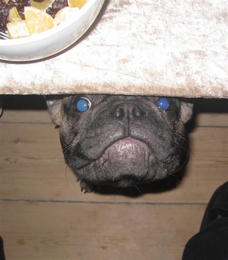 Fransk bulldog - DEGA - - Mig? Jeg tigger da ALDRIG! billede 11