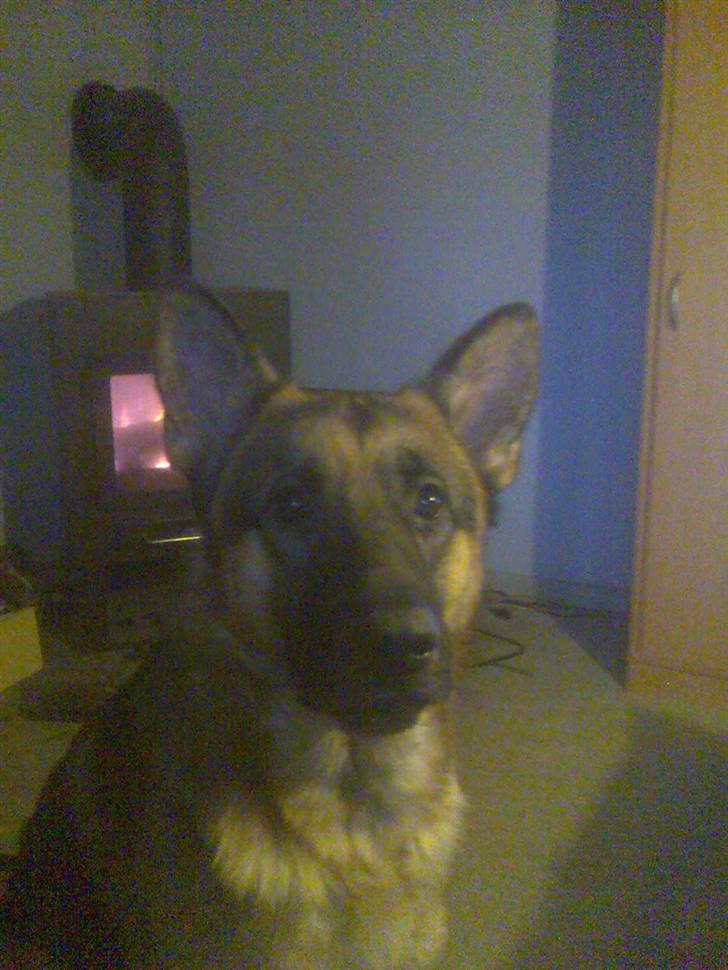 Schæferhund Don billede 20