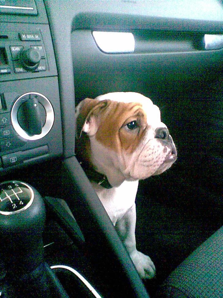 Engelsk bulldog Silas R.I.P - Jeg passer på fars bil.. billede 13