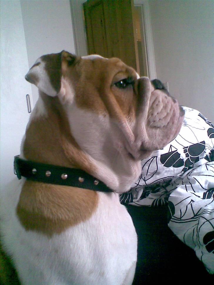 Engelsk bulldog Silas R.I.P - smuk i profil hehe billede 14