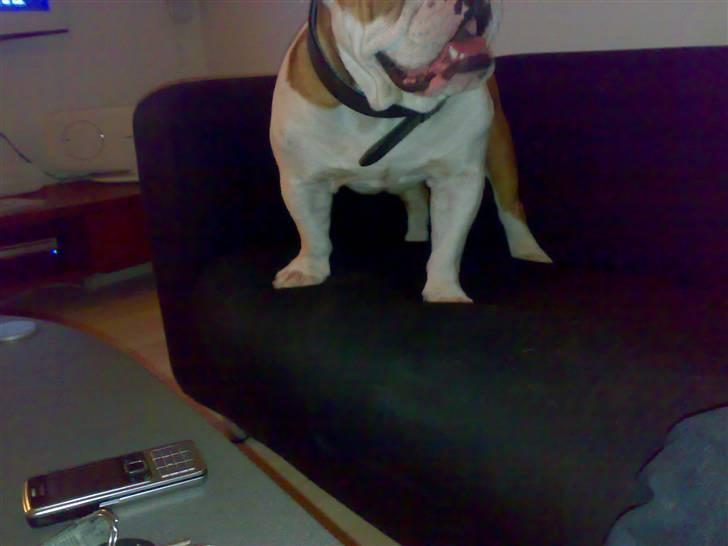 Engelsk bulldog Silas R.I.P - godmorgen :D billede 15
