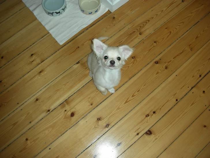 Chihuahua Mojo billede 18