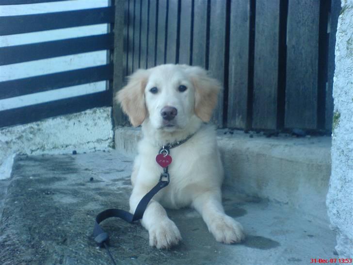 Golden retriever Bella billede 1