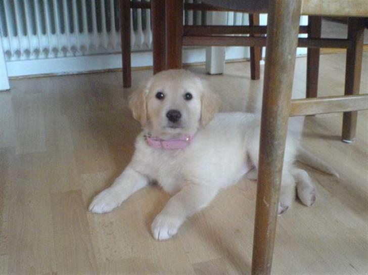 Golden retriever Bella billede 2