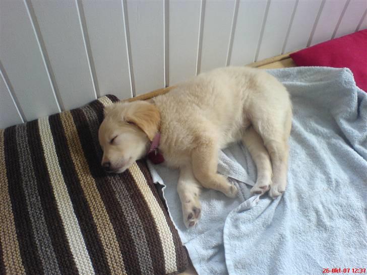 Golden retriever Bella billede 4