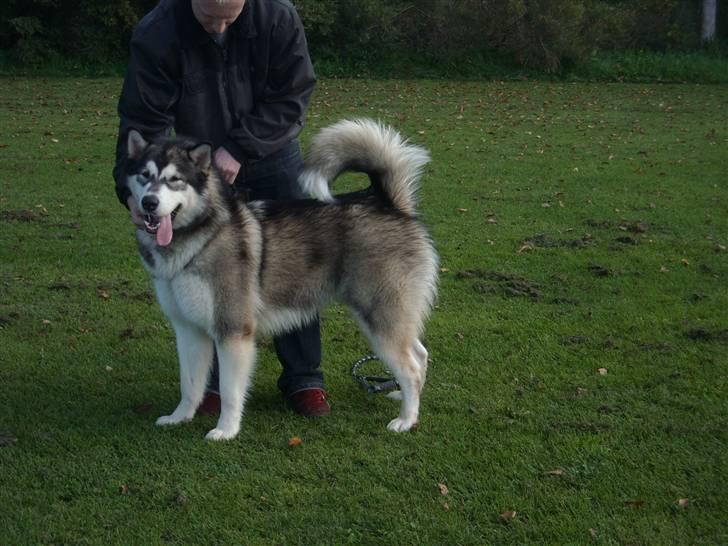 Alaskan malamute Sitka - Sitka billede 3