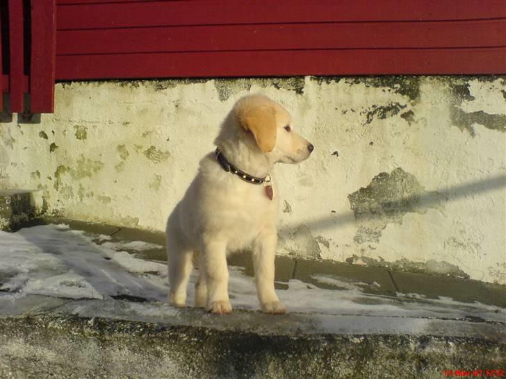 Golden retriever Bella billede 5