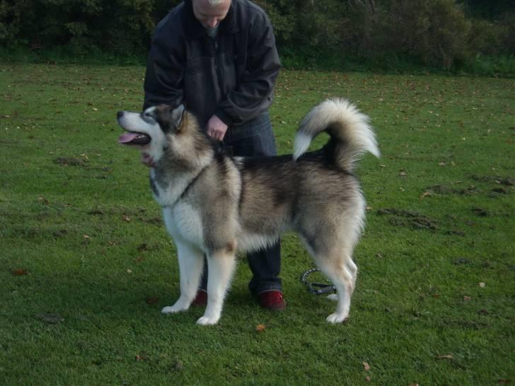 Alaskan malamute Sitka billede 4