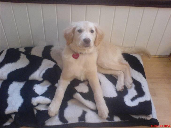 Golden retriever Bella billede 6