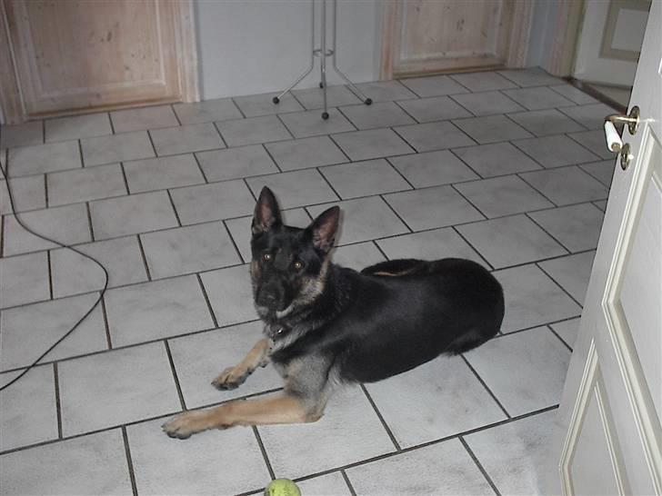 Schæferhund Rosso(schaeferdals Eros) billede 3