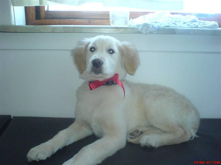 Golden retriever Bella billede 7