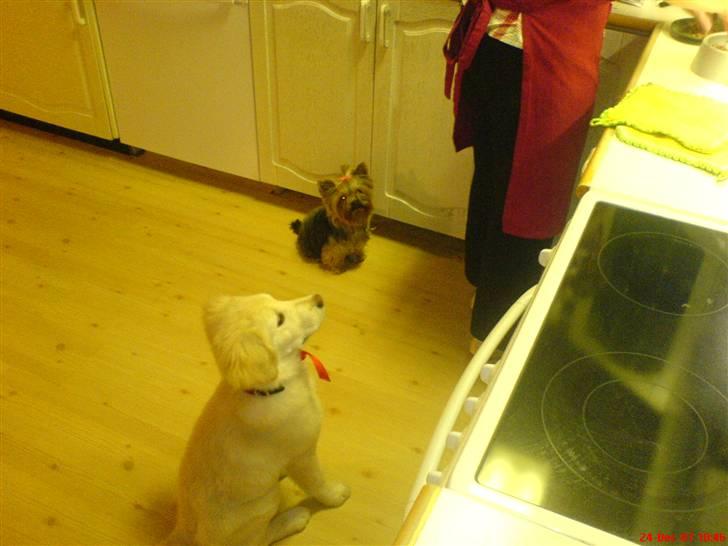 Golden retriever Bella billede 8