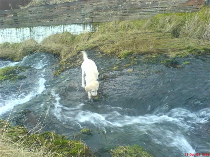 Golden retriever Bella billede 9