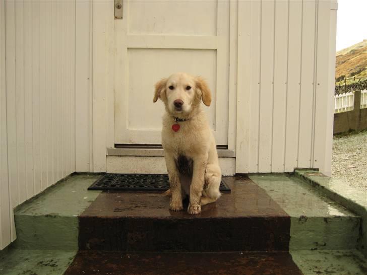 Golden retriever Bella billede 10