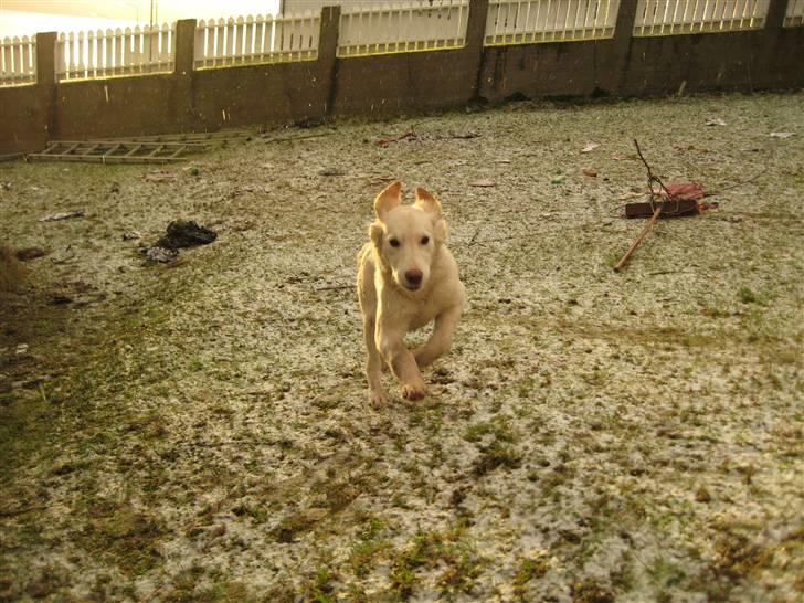 Golden retriever Bella billede 11