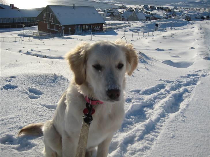 Golden retriever Bella billede 13