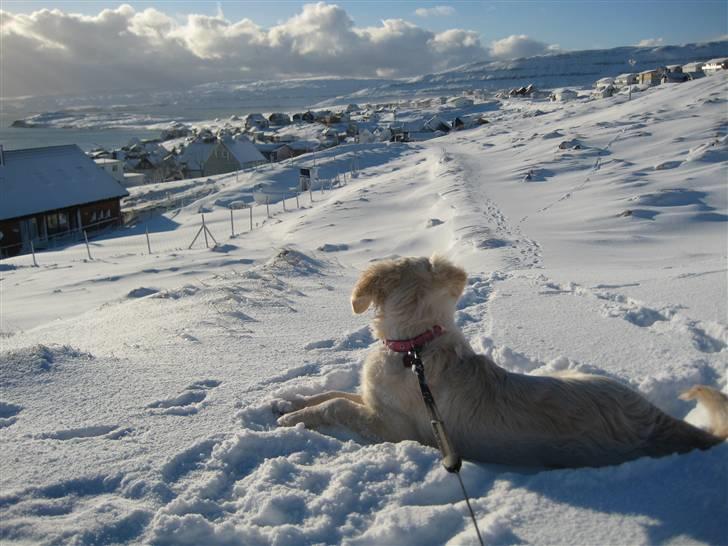 Golden retriever Bella billede 14