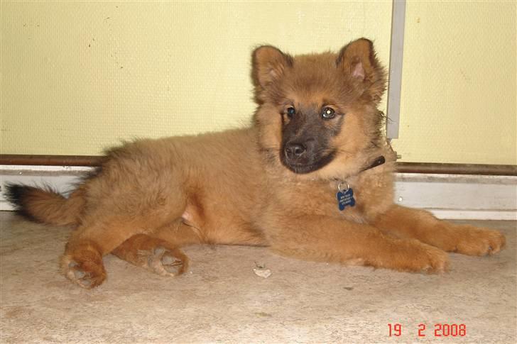 Blanding af racer Mikkel - Skal jeg bare ligge her og se sød ud? billede 12