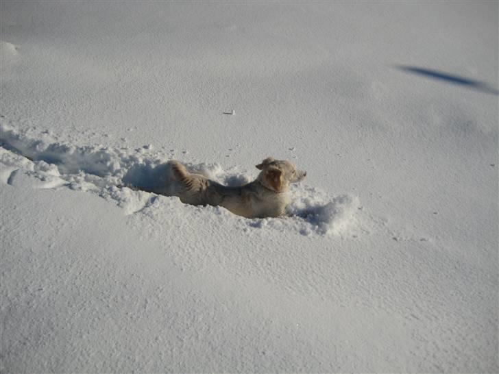 Golden retriever Bella billede 15