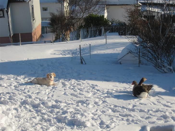 Golden retriever Bella billede 16