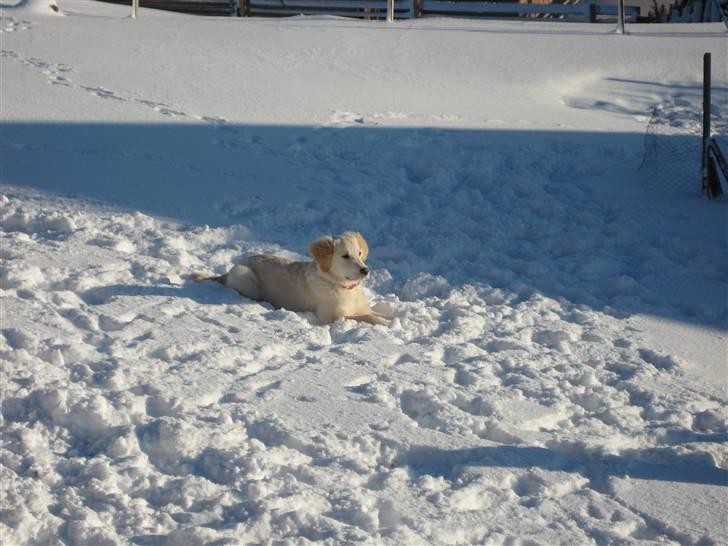 Golden retriever Bella billede 17