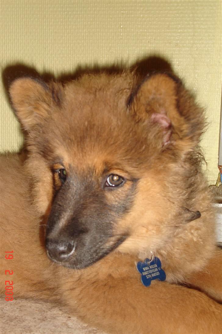 Blanding af racer Mikkel billede 13