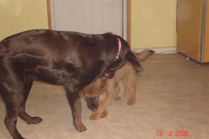 Blanding af racer Mikkel - Mikkel leger med tante Luka billede 14