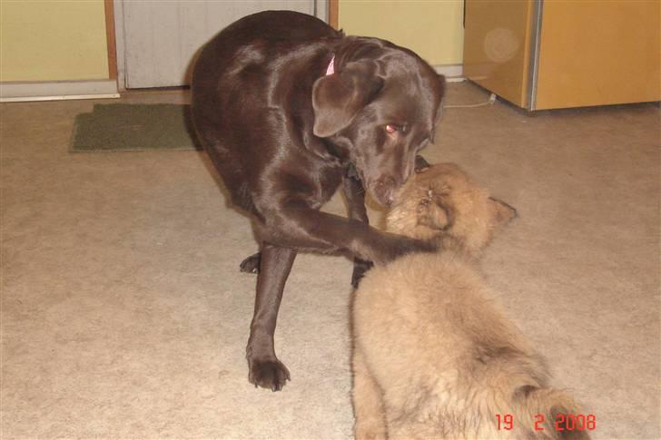 Blanding af racer Mikkel - Leg billede 15