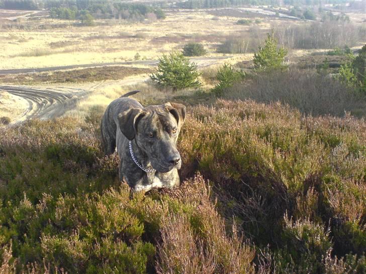 Blanding af racer Baloo billede 7