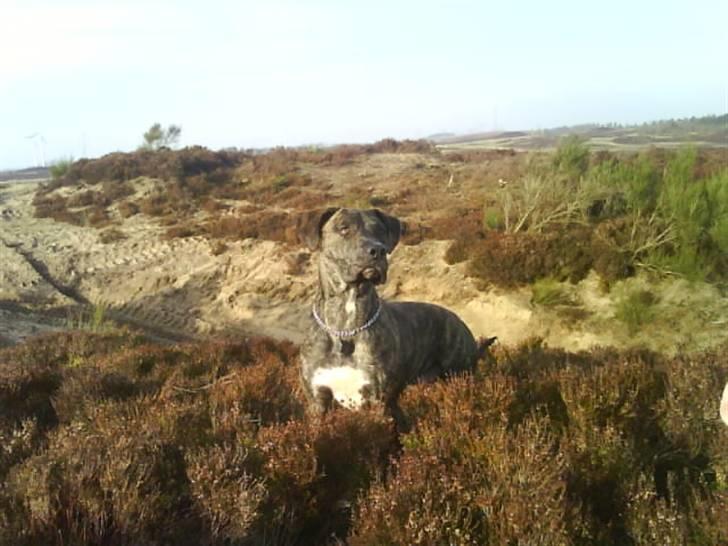 Blanding af racer Baloo - Hva skuer mit øje, i det fjerne billede 8