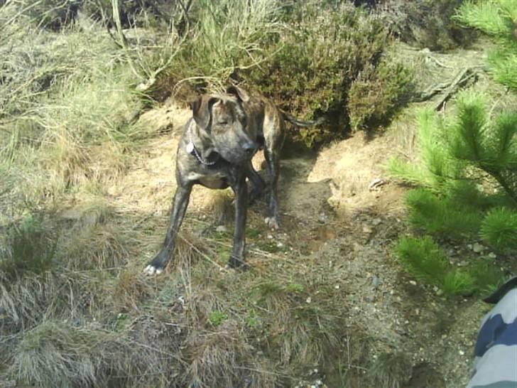 Blanding af racer Baloo billede 9