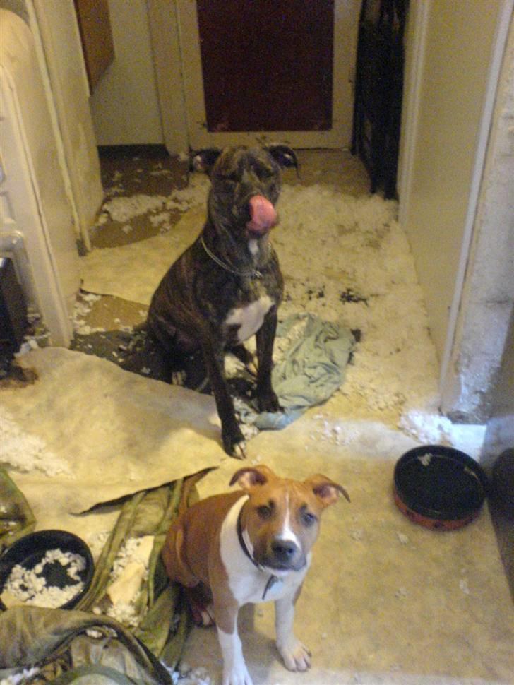 Blanding af racer Baloo - UPS !!! Var det en pude som i skulle bruge igen ??? billede 10