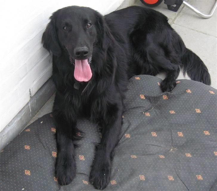 Flat coated retriever Robin - Uha det er godt nok en rigtig varm dag! jeg tager lige en slapper i skyggen:) billede 17